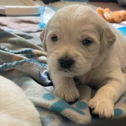 Coconut (coco) - Golden Retriever puppy from Mayflower Goldens