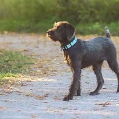 Pudelpointers from Rebel Point Pudelpointers