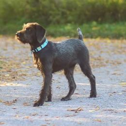 Pudelpointers from Rebel Point Pudelpointers