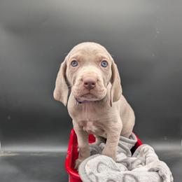 Blondie - Silver gray female Weimaraner puppy in Evart, Michigan from Drehbar Weimaraners