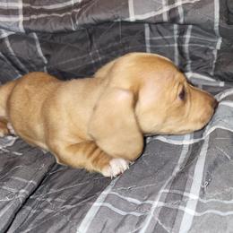 Joe Cool - Red male Dachshund puppy in Suffolk, Virginia from Mini Love Bugs