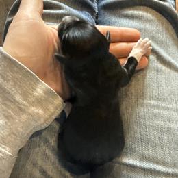 Batman - Black and white male Border Collie puppy in North Lakeport, California from Wild Rose Ranch