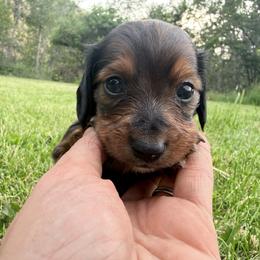 Girl 2 - Sable female Dachshund puppy in Umatilla County, Oregon from Divine Dogs