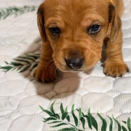 Nemo - Red male Dachshund puppy in Aubrey, Texas from Mims Mini Dachshunds