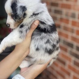 Miniature Australian Shepherd Puppies from Little Sooner Aussies