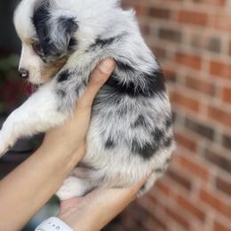 Miniature Australian Shepherd Puppies from Little Sooner Aussies