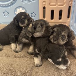 Miniature Schnauzer Puppies from Miniature Schnauzer Paradise llc