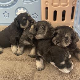 Miniature Schnauzer Puppies from Miniature Schnauzer Paradise llc