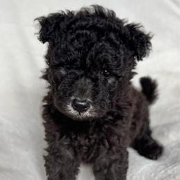 Purple Girl - Black female Pumi puppy in Fife Lake, Michigan from Nixie Kennels
