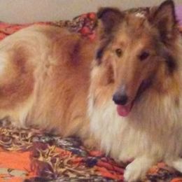 Collies from Southern Country Collies