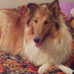 Collies from Southern Country Collies