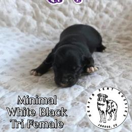 Rhonda - Black tri female Miniature Australian Shepherd puppy in Jaroso, Colorado from Heaven Sent Aussies