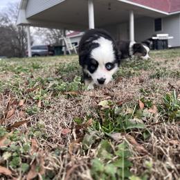 Clyde - Black tri male Toy Australian Shepherd puppy in Medina, Tennessee from Fly Farms