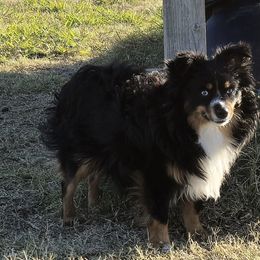 Maverick - Toy Australian Shepherd