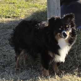 Maverick - Toy Australian Shepherd