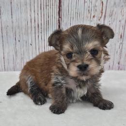 Dexter - Gold male Morkie puppy in Monticello, Iowa from Ashley’s Puppies