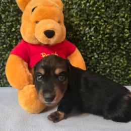 Zeke - Dapple male Dachshund puppy in Centerville, Georgia from Mel's LowRider Ranch