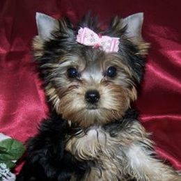 Yorkshire Terriers from Karen's Yorkies