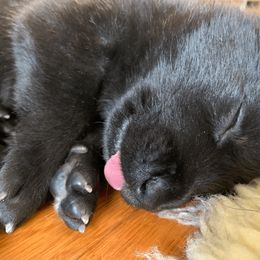 Dutch Shepherd Puppies from Sylviane Wildflower DSK (Dutch Shepherd Kennel)