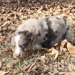 Swirl - Red merle male Australian Shepherd puppy in Macon, Georgia from Shaina’s Shepherds