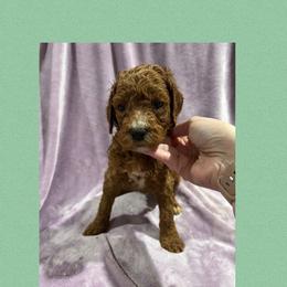 Bronze - Red male Irish Doodle puppy in Harrisburg, Arkansas from Ransone’s Ridge Runners Poodles and Doodles