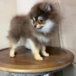 Raco - Chocolate and tan male Pomeranian puppy in Phoenix, Arizona from Luxpomz