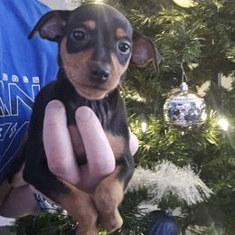 Black And Tan Girl 1 - Black and rust female Miniature Pinscher puppy in Blossvale, New York from CNY Miniature Pinschers