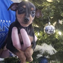 Black And Tan Girl 1 - Black and rust female Miniature Pinscher puppy in Blossvale, New York from CNY Miniature Pinschers