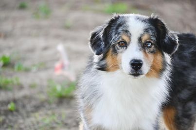 Blue merle MAS headshot