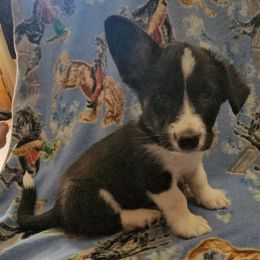 Coal - Cardigan Welsh Corgi puppy from Cardigan Corgi Cuties 💓