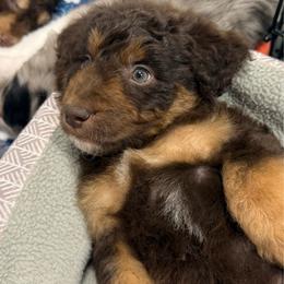 Keebler - Red tri-color male Aussiedoodle puppy in Heber City, Utah from Junipersdoodles