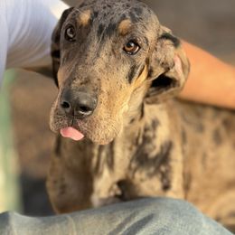 Peggy - Merle female Great Dane puppy in Hutchinson, Kansas from Dappled Danes