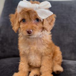Cadence pink collar - Red  female Goldendoodle puppy in Queen Creek, Arizona from Sunny Doodles