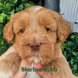 Starburst - Caramel male Australian Labradoodle puppy in Silver Spring, Maryland from Potomac Australian Labradoodles