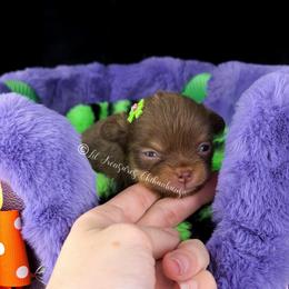 Tiny Chica - Chocolate and tan female Chihuahua puppy in Anderson, South Carolina from Lil Treasures Chihuahuas