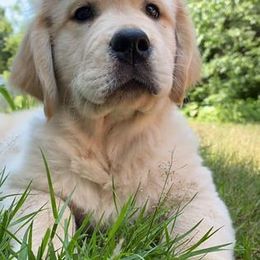 Golden Retriever Puppies from Dune Grass Goldens