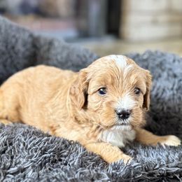 Buster - Brown male Cavapoo puppy in Washington, Indiana from Sugarland Puppies