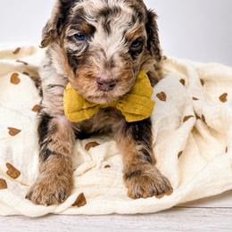 Mufasa - Chocolate merle male Bernedoodle puppy in Otisville, Michigan from Danie’s Darling Doodles LLC