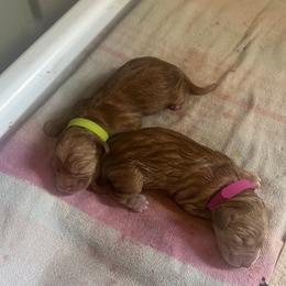 Golden Retriever puppies from Apple Country Retrievers