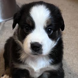 Girl 3 - Black Miniature Australian Shepherd puppy in Corydon, Indiana from Arbuckle’s Lookin Good Aussies (LGA)