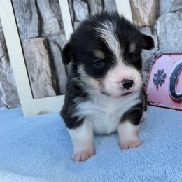 Murray - Black and white male American Corgi puppy in Scottown, Ohio from Wyndy Ridge Corgis