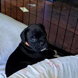 Orange - Brindle male Boxer puppy in Franklin, Georgia from Lakeside Kennels of Franklin