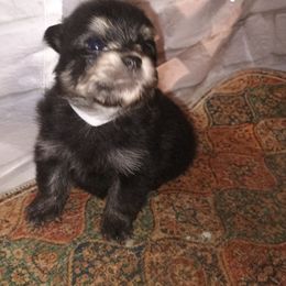 Boy white collar - Tri-colored male Pomeranian puppy in Parthenon, Arkansas from Michelle's Poms