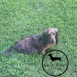 Pippa - Dachshund