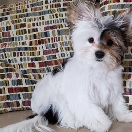 Biewer Terrier Puppies from Miabella Biewer