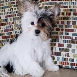 Biewer Terrier Puppies from Miabella Biewer