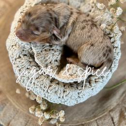 AKC Autumn (Red) - Dapple female Dachshund puppy in Cherry Valley, California from Sugar and Spice Dachshunds