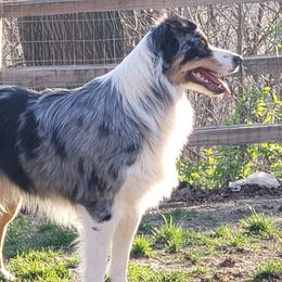 Nova - Australian Shepherd