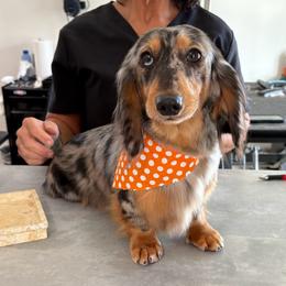 Dachshund puppies from Hoosier Doxies