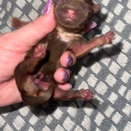 Chocolate Dobie Boy - Chocolate and tan male Shih Tzu puppy in Albany, New York from Precious Shihpoo’s and Luxurious Shih Tzu’s